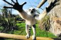 Lemurs prove the focus of attention
